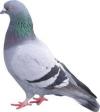 France : Des pigeons sans ailes…