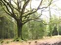 Croissance française : attention à l’arbre qui cache la forêt.